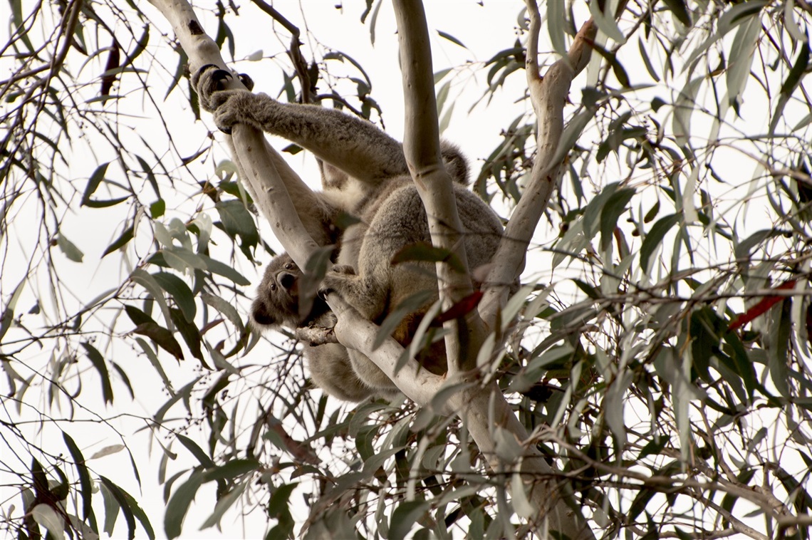 Local Female Koala with joey Mittagong 2023.jpg