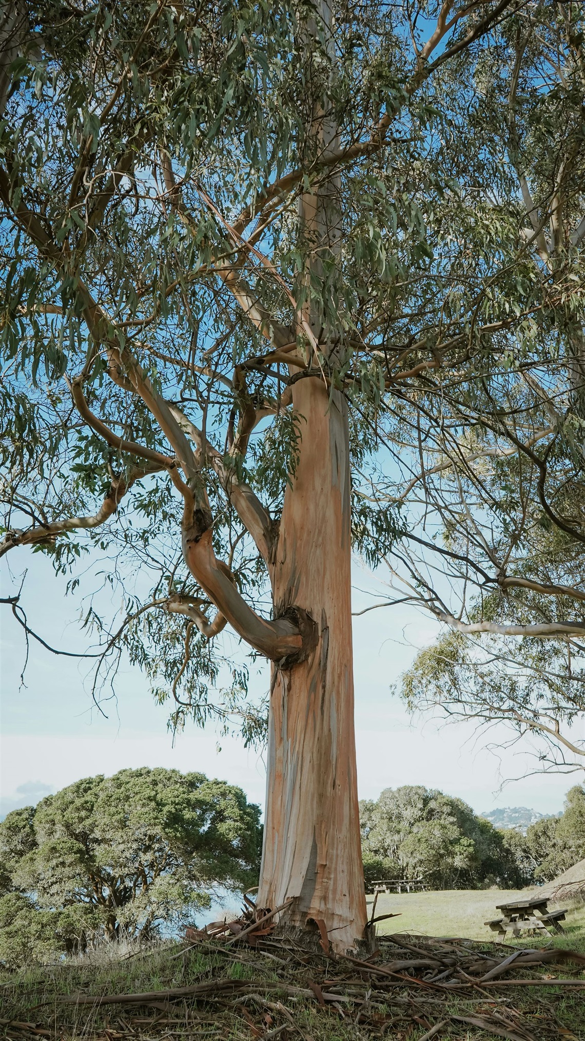 Eucalyptus picture