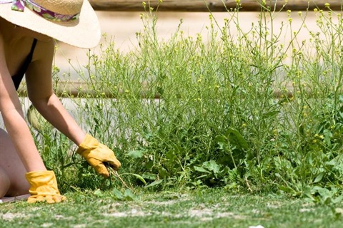 Woman in a sunhat removing weeds from a garden.