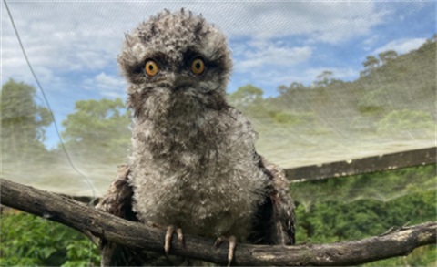 Community Chat Event 20 October 2023 - Image of a Tawny Frogmouth 