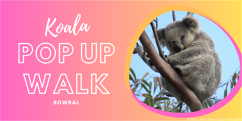 Koala-pop-up-walk-bowral