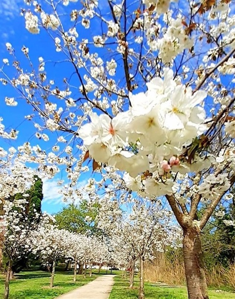 Cherry blossom trees on Cherry Tree Walk Bowral NSW