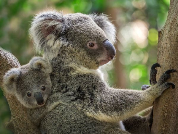 Mother and baby koala, living on Gundungurra land.