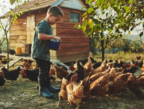boy with chickens